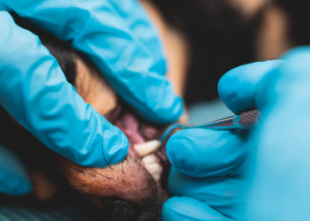 An expert talks: the best the best dental care for dog